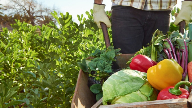 Πώς η κλιματική κατάρρευση θέτει σε κίνδυνο την παγκόσμια παραγωγή τροφίμων