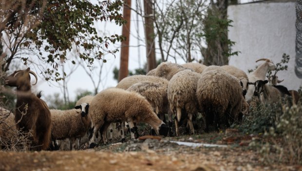 Κρήτη: Σφαγμένα δεκάδες ζώα του βρήκε κτηνοτρόφος στο Ηράκλειο - Συνελήφθησαν τρεις άνδρες
