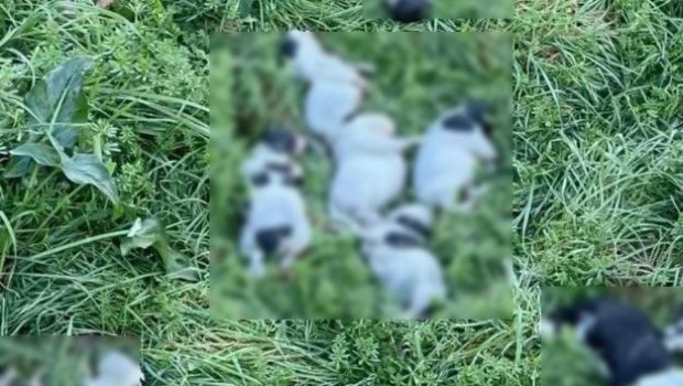 Κτηνωδία στο Ρέθυμνο - Μαζική θανάτωση 17 κουταβιών στο δήμο Αμαρίου