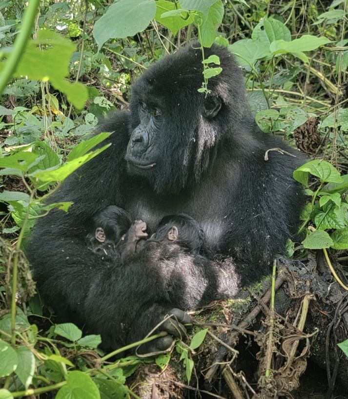 Δίδυμα υπό εξαφάνιση γοριλάκια γεννήθηκαν σε εθνικό πάρκο του Κονγκό