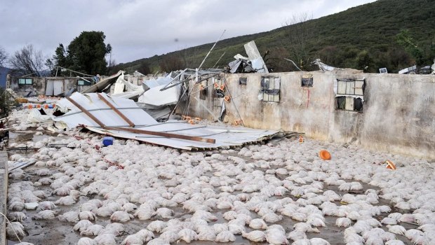 Κακοκαιρία: Ανεμοστρόβιλος ισοπέδωσε πτηνοτροφική μονάδα στην Ήπειρο - Χάθηκαν 40.000 κοτόπουλα