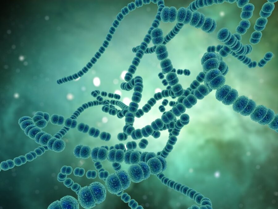 Συναγερμός για τον ανθεκτικό μύκητα Candida auris – Εξαπλώνεται παγκοσμίως