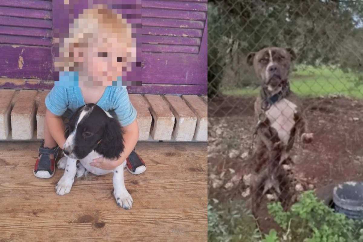 Ζάκυνθος: «Απρόβλεπτος και δυνητικά επικίνδυνος» ο σκύλος που σκότωσε το αγοράκι - Το πόρισμα του ΔΙΚΕΠΑΖ για το πίτμπουλ