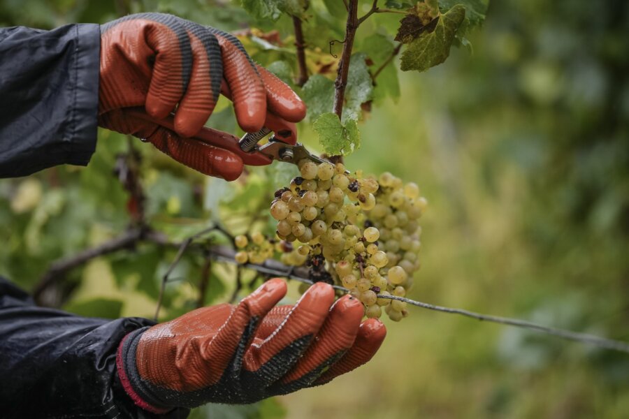 France EU Climate Chablis Wine