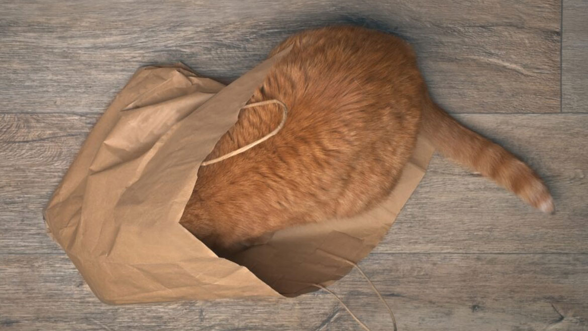 7 καθημερινά αντικείμενα στο σπίτι που μπορεί να είναι πολύ επικίνδυνα για τη γάτα σας