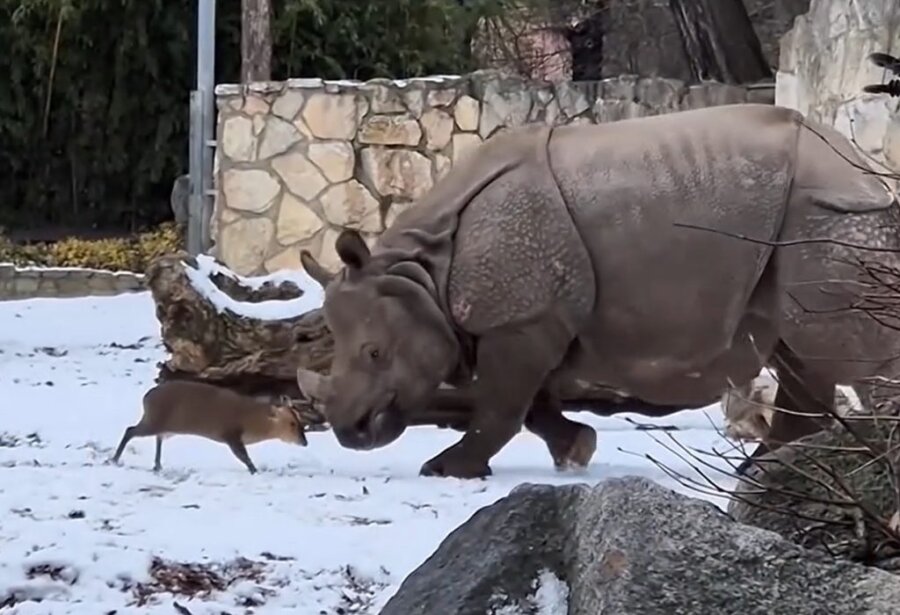 Viral έχει γίνει ένα μικροσκοπικό ελάφι που τα έβαλε με έναν τεράστιο ρινόκερο