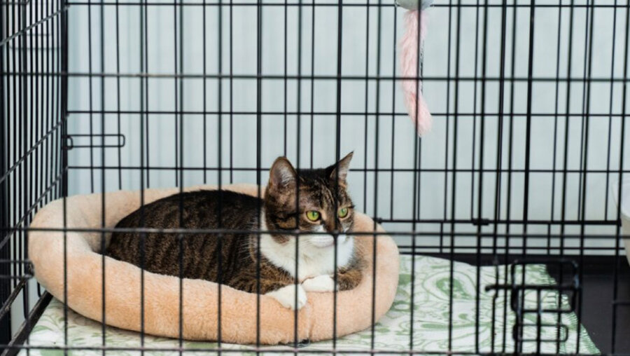 Πώς να κάνετε τη γάτα σας να αγαπήσει το κλουβί της από την πρώτη μέρα