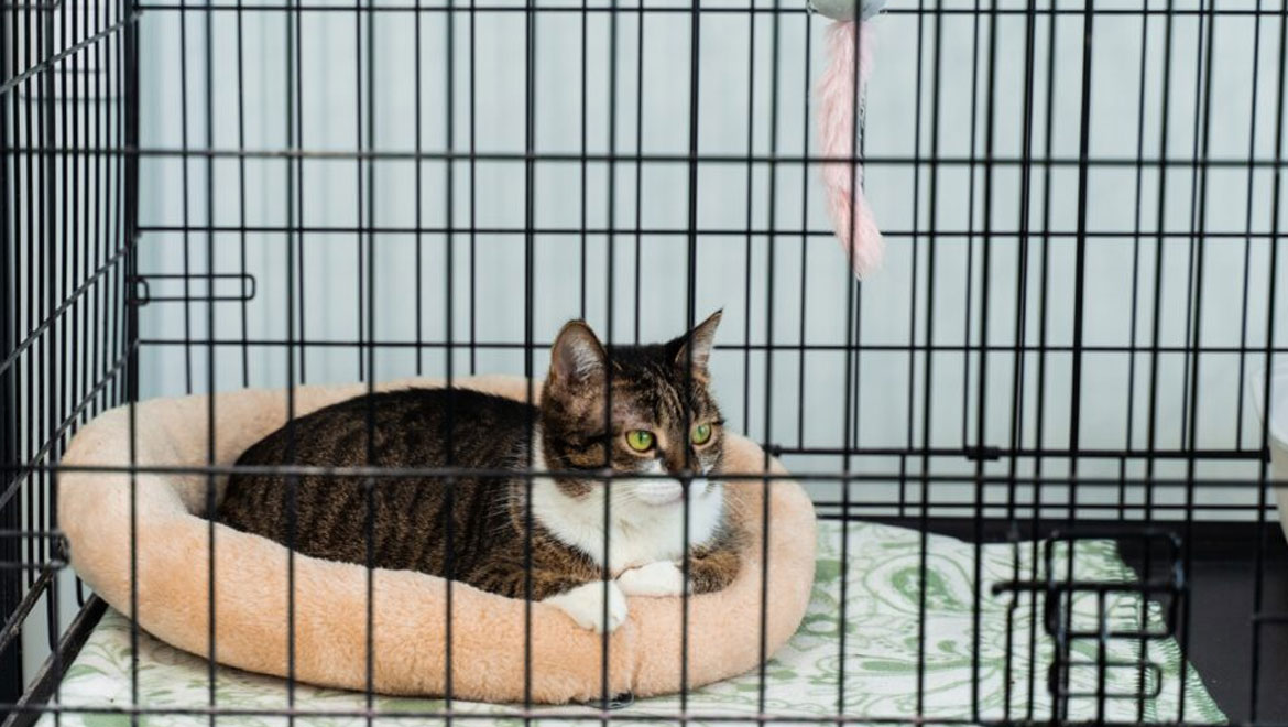 Πώς να κάνετε τη γάτα σας να αγαπήσει το κλουβί της από την πρώτη μέρα