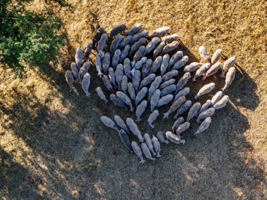 Ολοκληρώθηκε η σύσκεψη στο Μέγαρο Μαξίμου υπό τον Μητσοτάκη για την ευλογιά