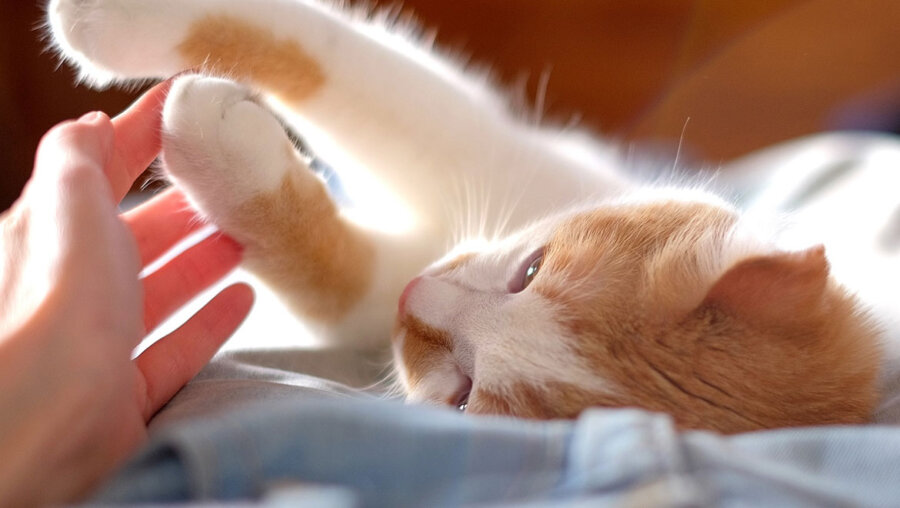 Γιατί η γάτα σου σε αγγίζει με το πόδι της; Όλα όσα θέλει να σου πει