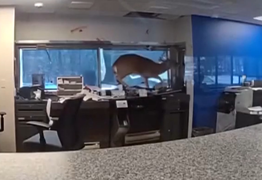 Ελάφι σε τραπεζικό κατάστημα