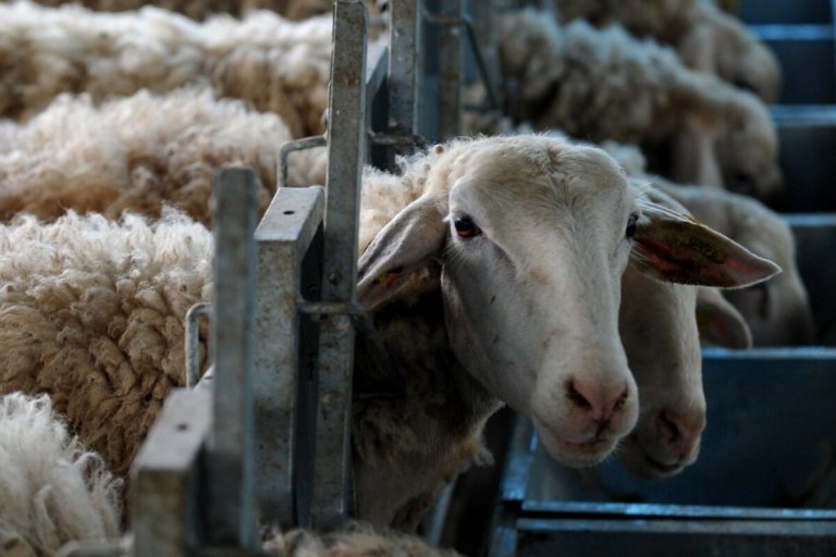 Ακόμη μια σύσκεψη στο Μαξίμου για την ευλογιά των αιγοπροβάτων – Θα συμμετέχουν περιφερειάρχες