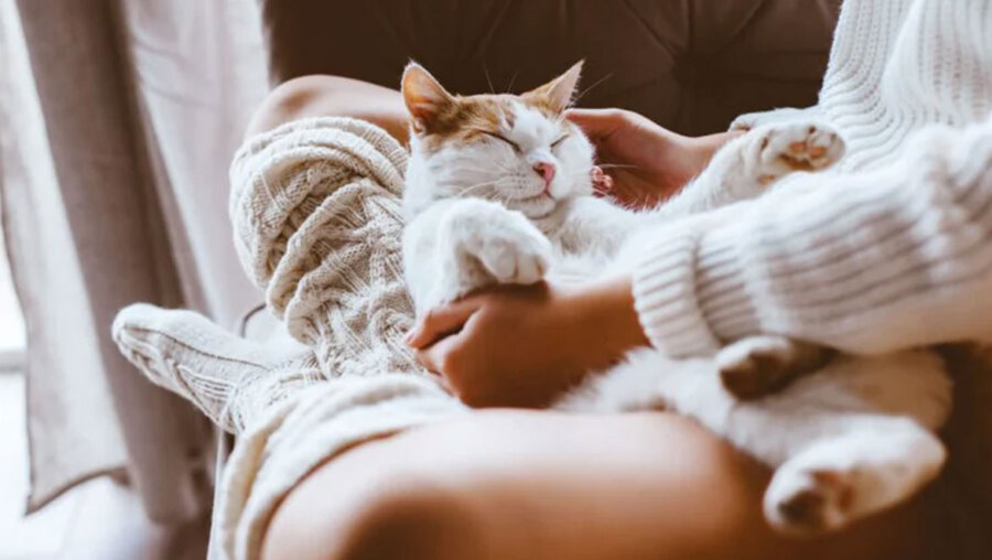 Γιατί η γάτα σου κοιμάται πάνω σου; Τα μυστικά πίσω από αυτή την τρυφερή συνήθεια