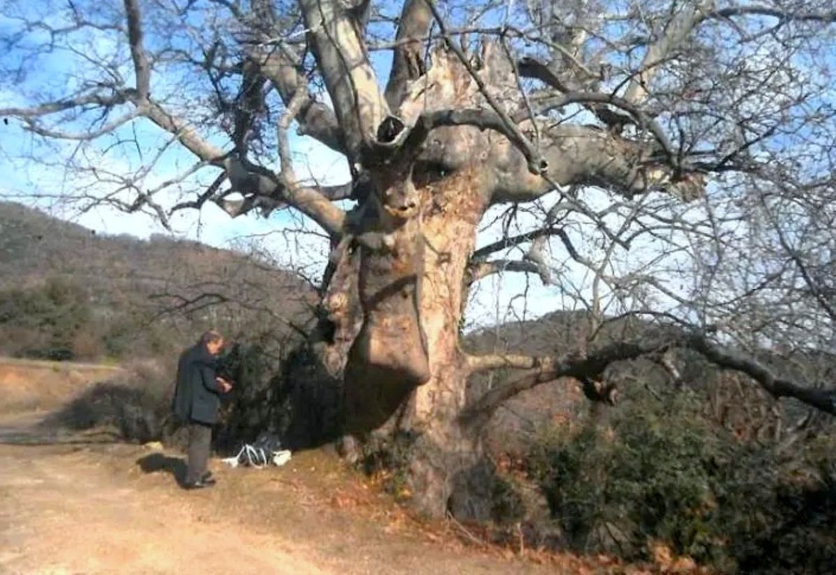 platanos-berdikousia