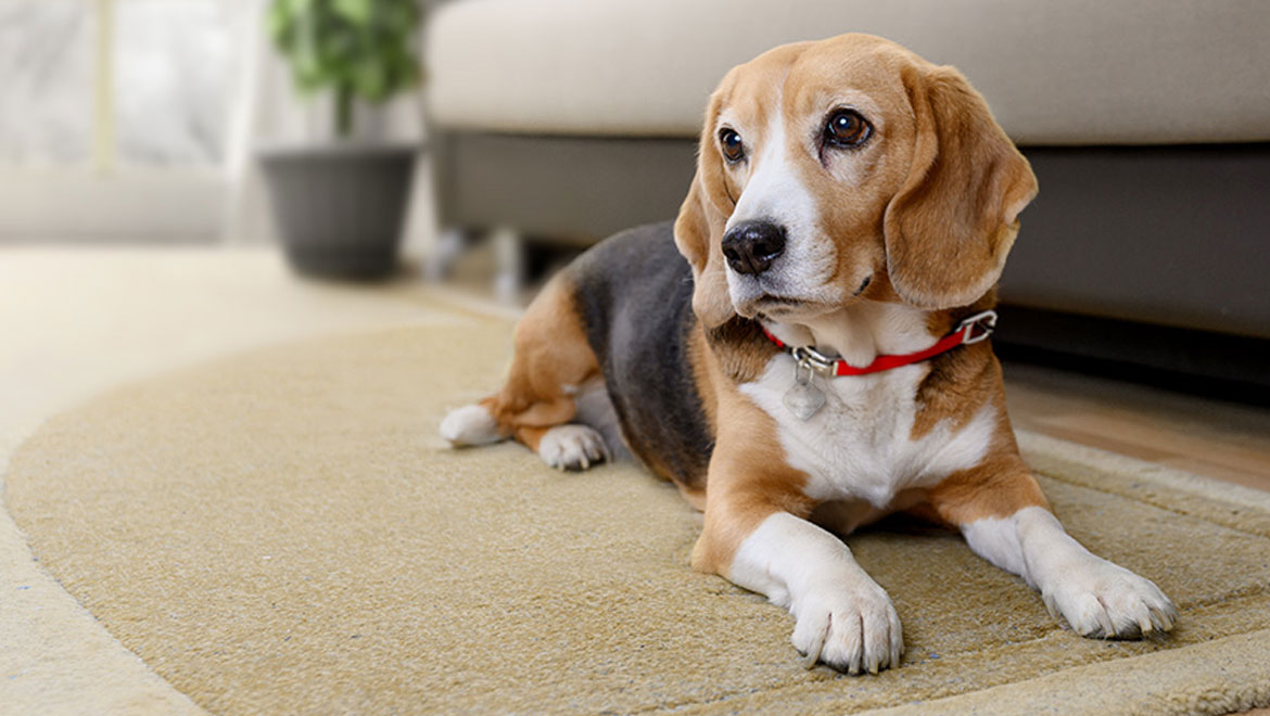Το έξυπνο κόλπο για να μειώσετε το γάβγισμα του σκύλου σας χωρίς φωνές και τιμωρίες
