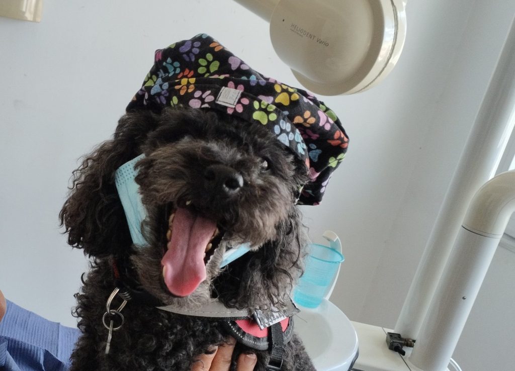 Θεσσαλονίκη: Η τετράποδη «πτυχιούχος» Άριελ που κάνει την επίσκεψη στον οδοντίατρο παιχνιδάκι