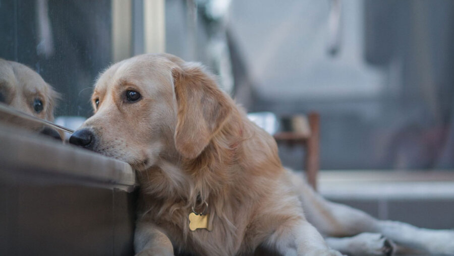 5 λόγοι που μπορεί να κάνουν έναν σκύλο να δείχνει καταθλιπτικός