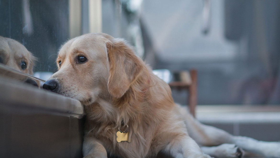 5 λόγοι που μπορεί να κάνουν έναν σκύλο να δείχνει καταθλιπτικός