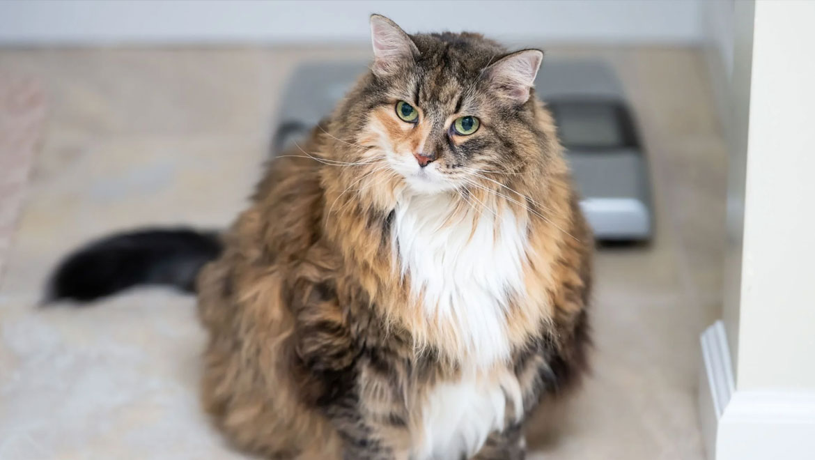 Ozempets: Η νέα τάση στα κατοικίδια - Ένεση αδυνατίσματος ή παγίδα για την ευτυχία τους;