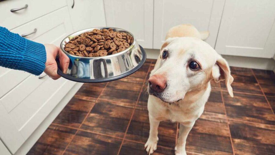 Το “υγιεινό” σνακ που μπορεί να στείλει τον σκύλο στα επείγοντα