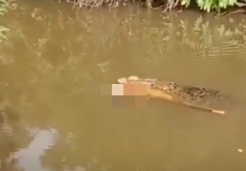Φρικτός θάνατος στην Ινδονησία - Κροκόδειλος κατασπάραξε γυναίκα ενώ έψαχνε για μύδια