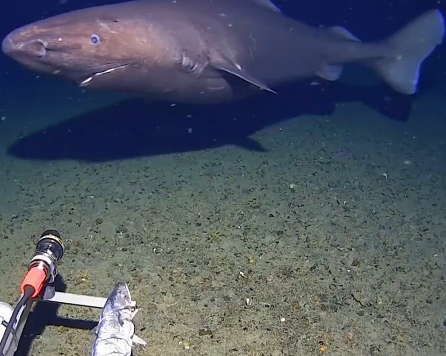 Τα παράδοξα της κλιματικής αλλαγής: Εντοπίστηκε καρχαρίας σε βάθος 490 μέτρων  στα κρύα νερά της Ανταρκτικής
