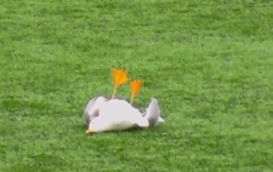 Πέθανε ο γλάρος που χτυπήθηκε από βολέ τερματοφύλακα - Περαστικός τον βρήκε στα σκουπίδια