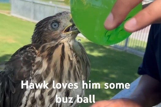 Λος Άντζελες: 45 μέρες φυλάκισης σε άντρα που έδωσε αλκοόλ σε γεράκι