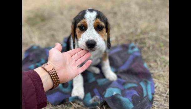 skylos-efzoia-zoon-2