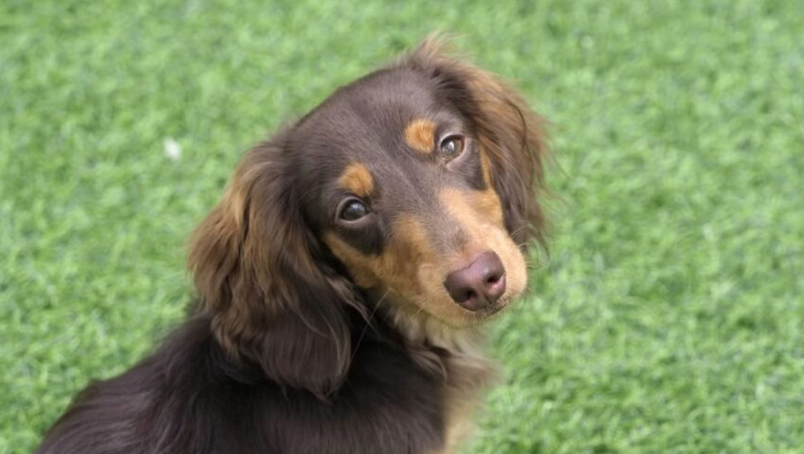 Μαθαίνοντας τη «γλώσσα» του σκύλου μέσα από το βλέμμα του