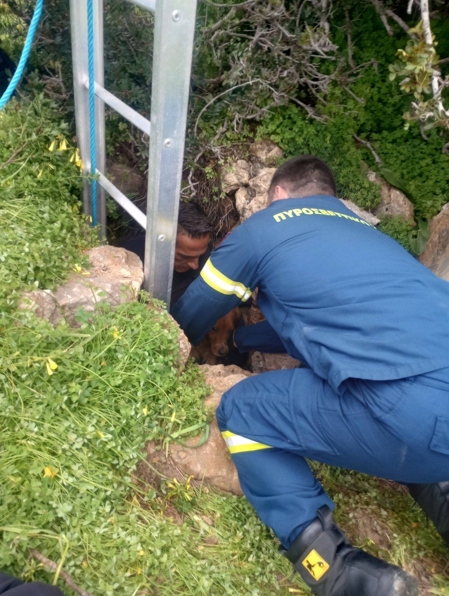 Σύρος: Επιχείρηση διάσωσης σκύλου που είχε πέσει σε πηγάδι βάθους 15 μέτρων