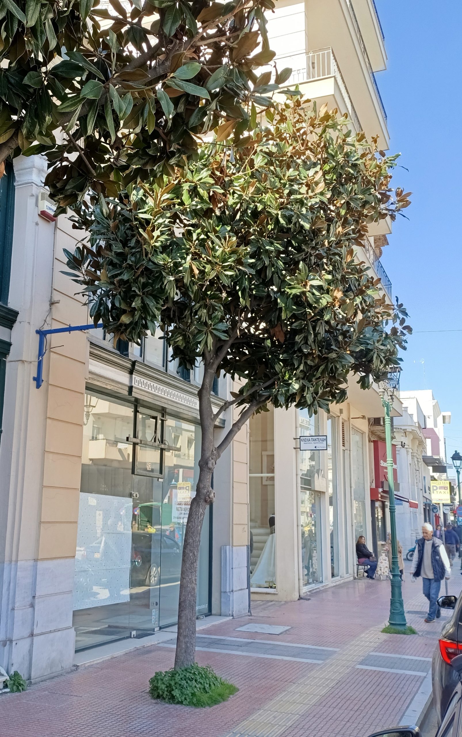 mia-apo-tis-manolies-pou-tha-kopoun