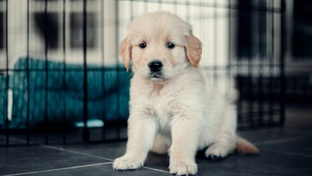 Θεσσαλονίκη: Βαρύ πρόστιμο σε 62χρονο που εγκατέλειψε δύο κουτάβια