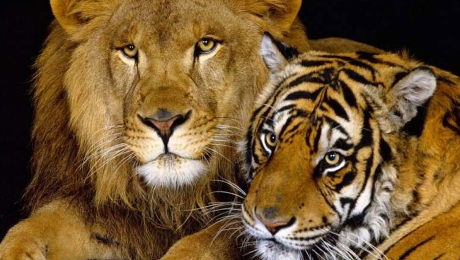Λιοντάρια και τίγρεις: Τα μεγάλα αιλουροειδή της φύσης - Ποιος θα είχε το «πάνω χέρι»;