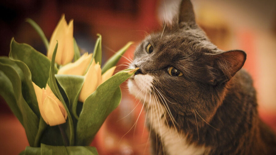Οι μυρωδιές που είναι επικίνδυνες για τις γάτες