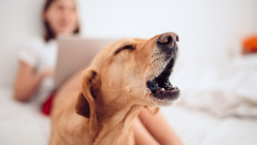 Χτυπάει το κουδούνι και ο σκύλος γαβγίζει; Οι λόγοι που κρύβονται πίσω από αυτή τη συμπεριφορά