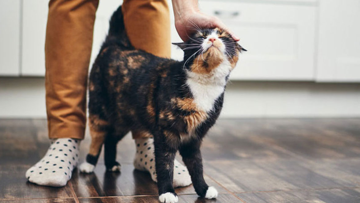 Πώς να κερδίσεις την καρδιά της γάτας σου: 7 απλά βήματα