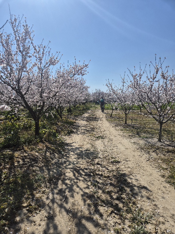 anthismenes-amygdalies-sykoyrio