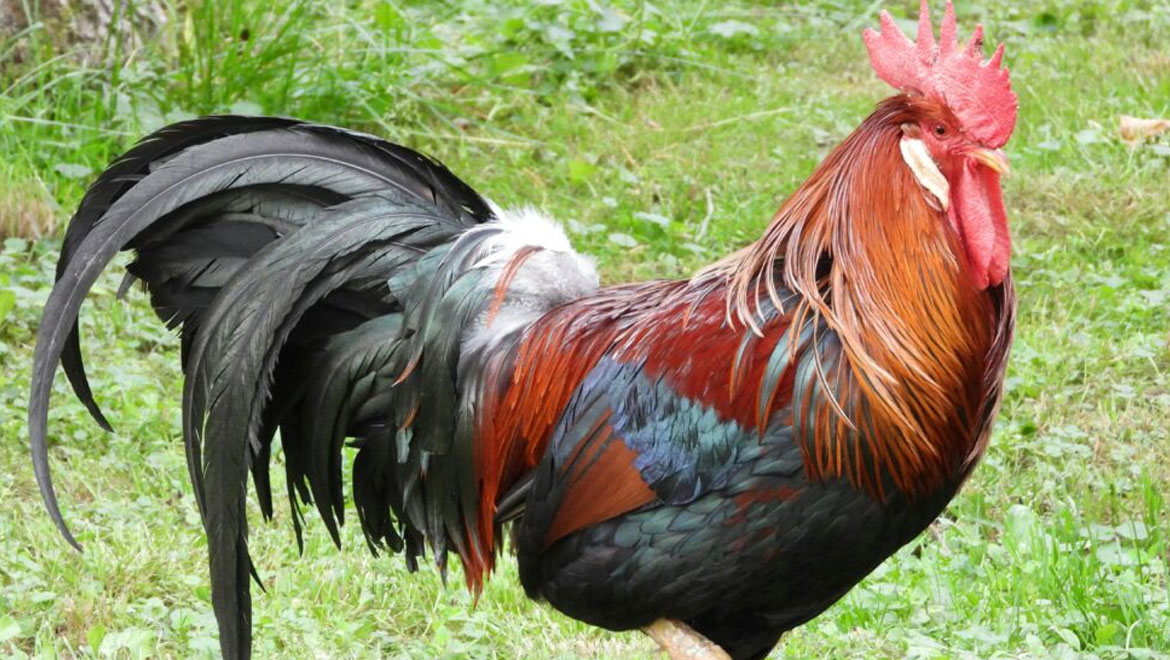 Γιατί λαλούν οι κόκορες το ξημέρωμα: Μύθοι, θρησκείες και βιολογία