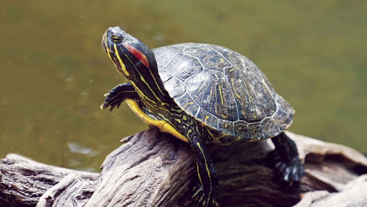 Τι τρώνε τα χελωνάκια νερού: Ο απόλυτος οδηγός για υγιή κατοικίδια