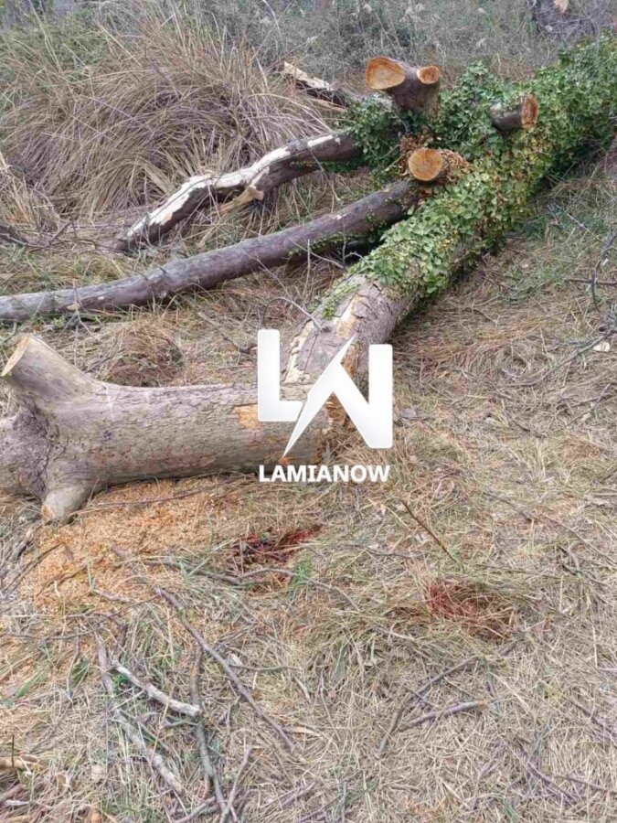 Τραγωδία στη Λαμία - Νεκρός 68χρονος που έκοβε ξύλα και καταπλακώθηκε από δέντρο μπροστά στη γυναίκα του