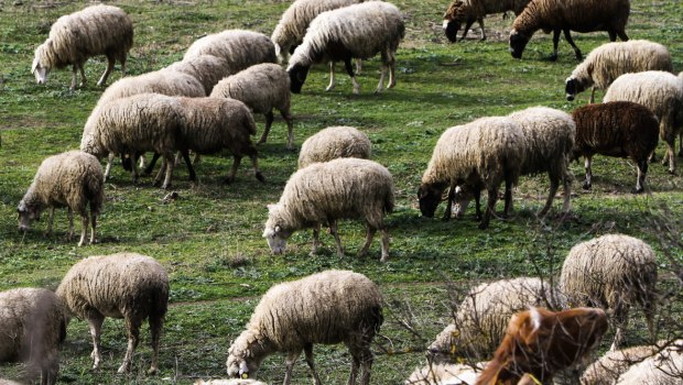 Αφθώδης πυρετός: Εντοπίστηκαν οκτώ νέα κρούσματα στη Λέσβο