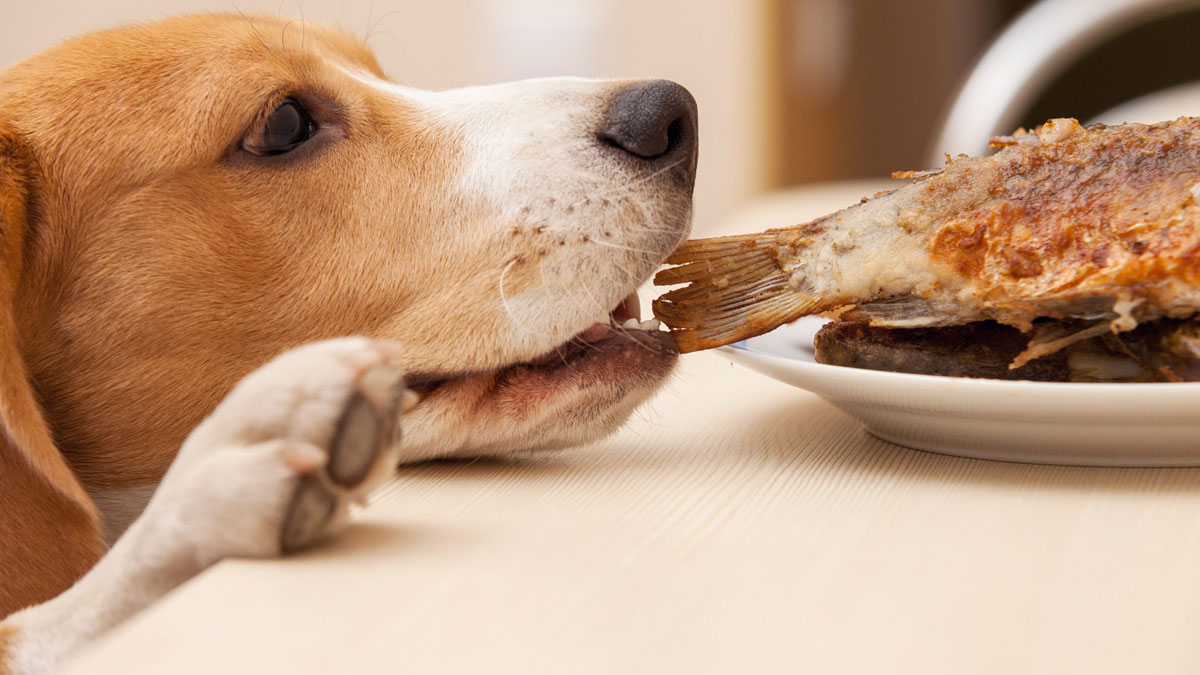 Μπορούμε να δώσουμε ψάρι στον σκύλο μας; Τι πρέπει να προσέξουμε