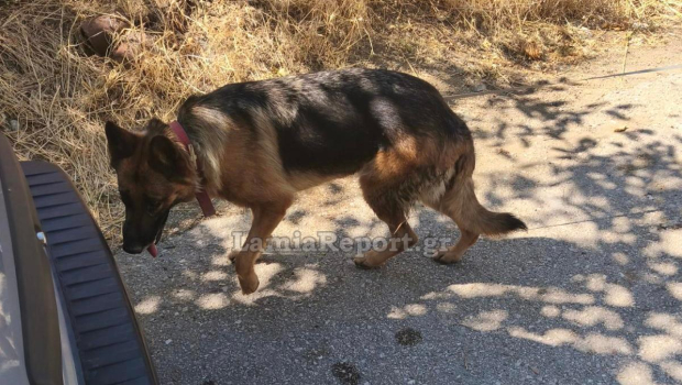 Αγωνία για 62χρονο που εξαφανίστηκε στο Αλιβέρι