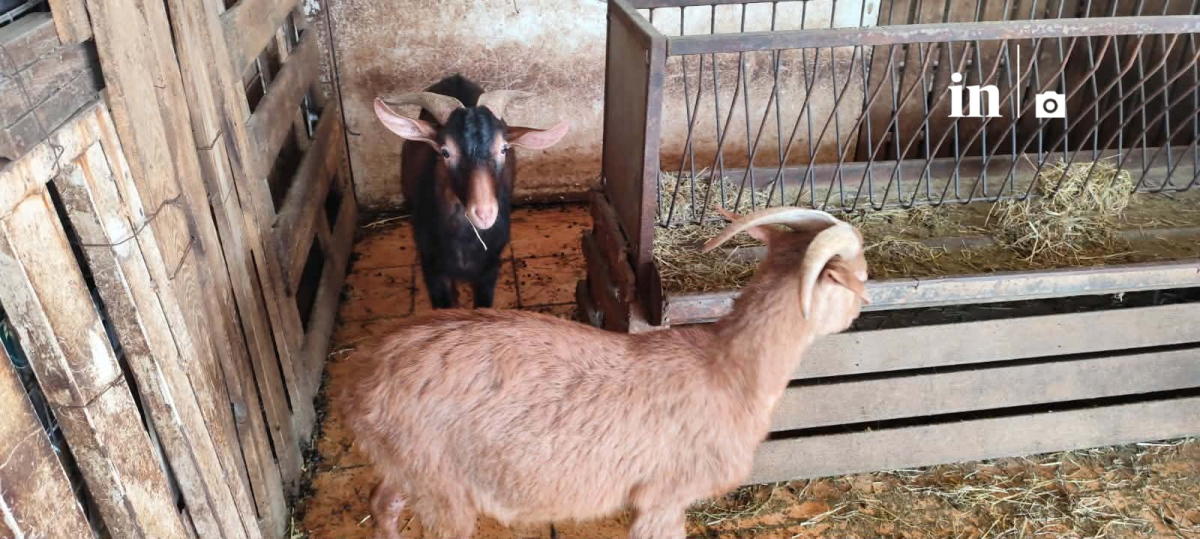 Αμπελόκηποι: Αυτή είναι η παράνομη στάνη με κατσίκες και κοτόπουλα στον 16ο όροφο του Πύργου Αθηνών