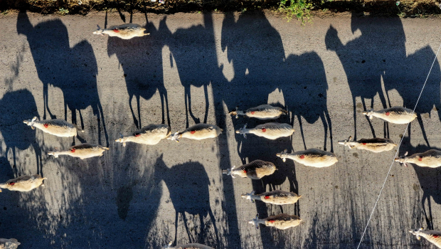 Ιθάκη: Εντοπίστηκε το πρώτο κρούσμα ευλογιάς των αιγοπροβάτων