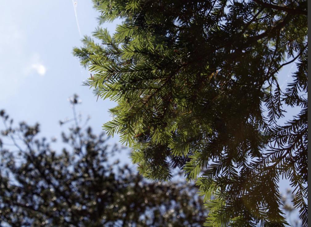 Ένα «ζωντανό φαρμακείο» στα ελληνικά βουνά: Το σπάνιο δέντρο που πολεμά τον καρκίνο