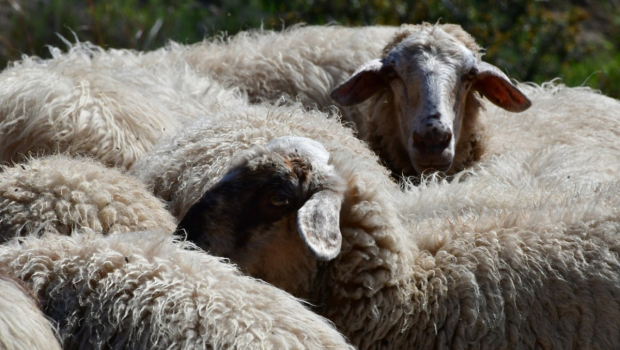 Νεκρά πρόβατα εντοπίστηκαν σε πλαγιά στην Πτελέα Κοζάνης