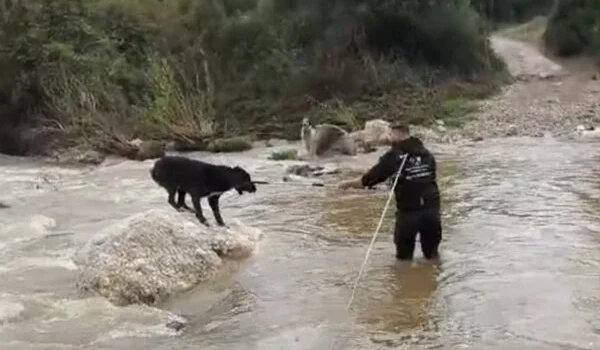 Κακοκαιρία: Η στιγμή που διασώζονται δύο σκύλοι που είχαν εγκλωβιστεί σε ποταμό