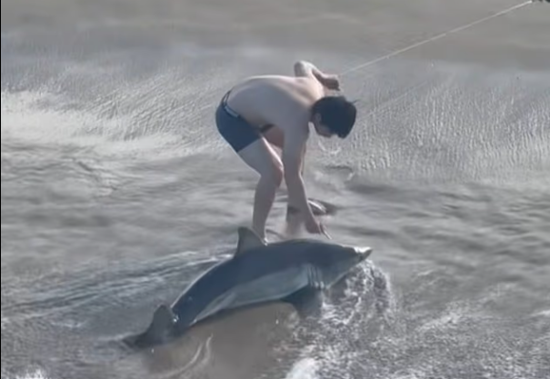 Σοκ στην Καλιφόρνια: Η στιγμή που νεαρός σώζει λευκό καρχαρία (video)